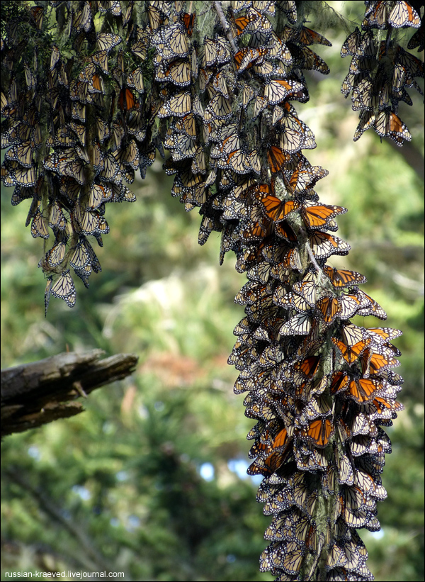 California. Pacific Grove. Monarch Butterflies. January 14, 2012